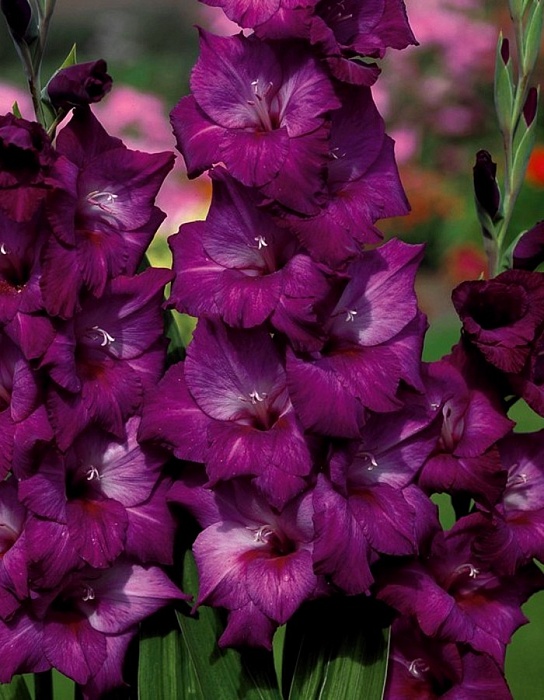 Гладиолус Талия 10/12 (НК) 5шт/уп