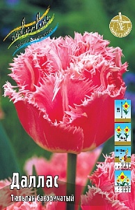 Тюльпан Даллас 1шт (КолЛайн) 10шт/уп