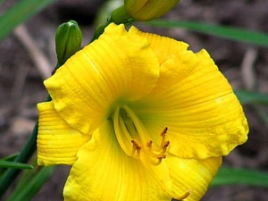 Лилейник Техас Санлайт 1шт (КолЛайн)