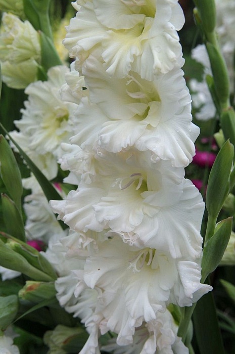 Гладиолус Св.Дмитрий Солунский 10/12 1шт (КолЛайн) 3шт/уп