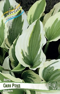Хоста Силк Роуд 1шт (КолЛайн)