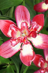 Лилия Дабл Сенсейшн 12/14 1шт (Садовита) 5шт/уп