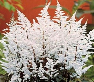 Астильба Бумалда 1шт (КолЛайн) 2шт/уп