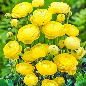 Ранункулюс Желтый 1шт (КолЛайн) 10шт/уп