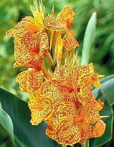 Канна Пикассо 1шт (КолЛайн) 