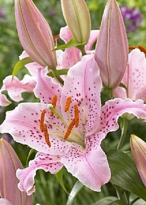 Лилия Керли Сью 12/14 1шт (Садовита) 5шт/уп