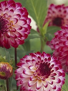 Георгина Литтл Роберт 1шт (КолЛайн)