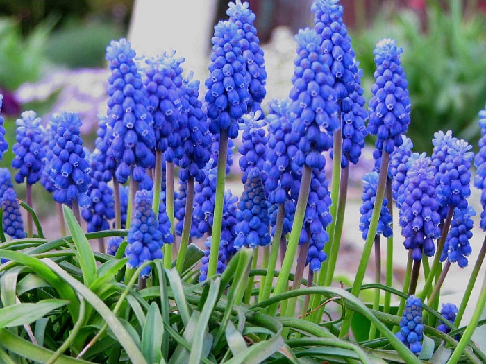 Мускари Армянский 8/9 1шт (КолЛайн) 10шт/уп