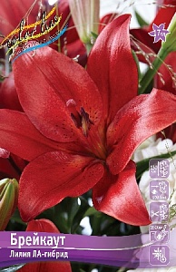 Лилия Брейкаут 12/14 1шт (КолЛайн) 7шт/уп