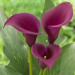 Калла Сайгон 1шт (КолЛайн) 2шт/уп