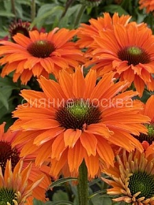 Эхинацея Сансикерс Минеола 1шт (КолЛайн)