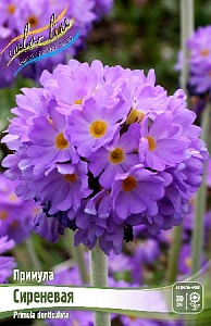 Примула Дентикулята Сиреневый 1шт (КолЛайн)