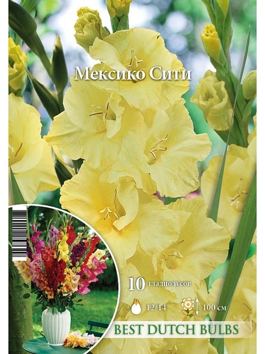 Гладиолус Мексико Сити 12/14 (НК) 10шт/уп 