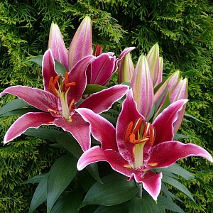 Лилия Магни Корз 12/14 1шт (КолЛайн) 3шт/уп