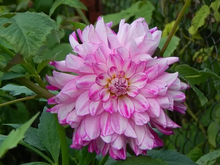 Георгина Ху Дан Ит 1шт (КолЛайн)