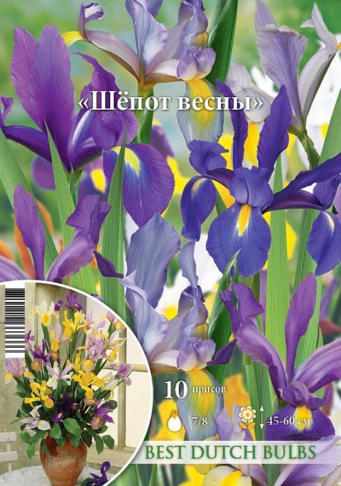 Ирис голландский Шепот весны 7/8 1шт (НК) 10шт/уп