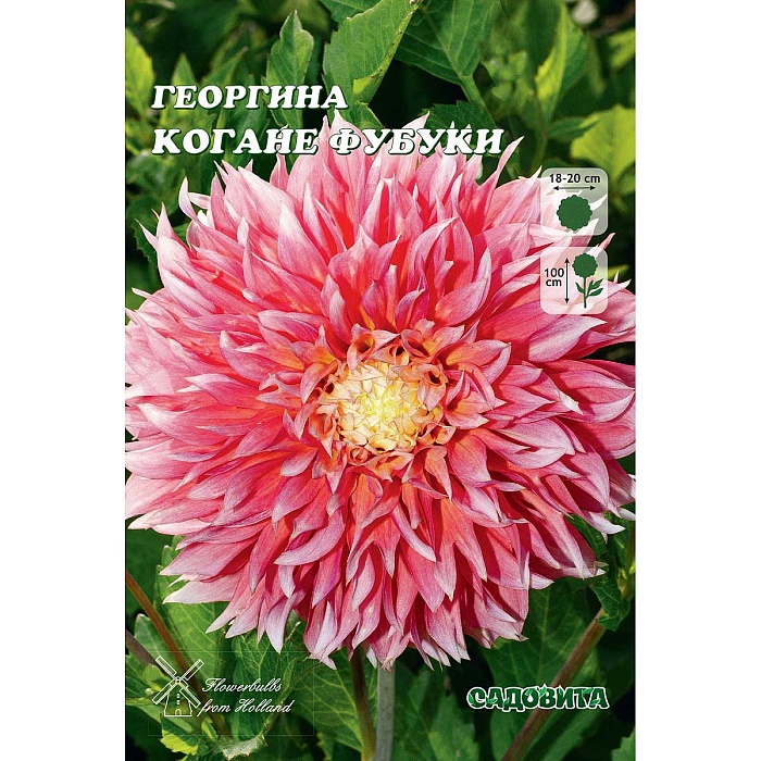 Георгина Когане Фубуки 1шт (Садовита)