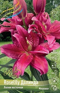 Лилия Roselily&Далинда 12/14 1шт (КолЛайн) 