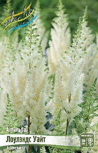 Астильба Лоулэндс Уайт 1шт (КолЛайн)