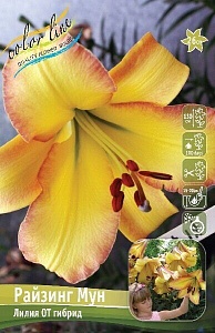 Лилия Райзинг Мун 12/14 1шт (КолЛайн) 2шт/уп