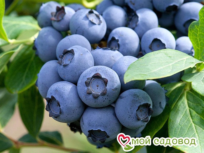 Голубика Блюкроп 1шт (КолЛайн)