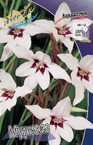 Ацидантера Муриела 1шт (КолЛайн) 10шт/уп