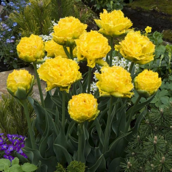 Тюльпан Голден Гейт 1шт (КолЛайн) 5шт/уп