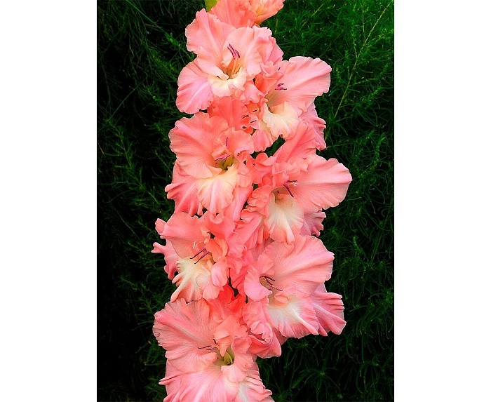 Гладиолус Томск 10/12 1шт (КолЛайн) 8шт/уп