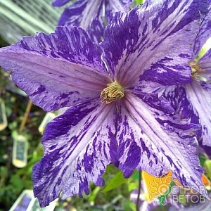 Клематис Тай Дай 1шт (КолЛайн)