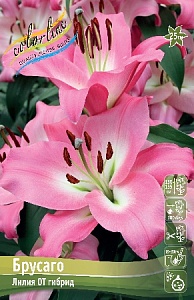 Лилия Брусаго 14/16 1шт (КолЛайн) 3шт/уп 