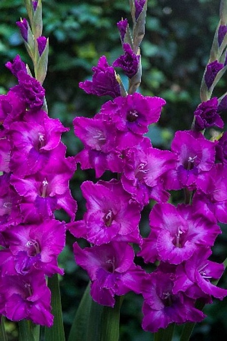 Гладиолус Шоуберд 10/12 1шт (КолЛайн) 8шт/уп