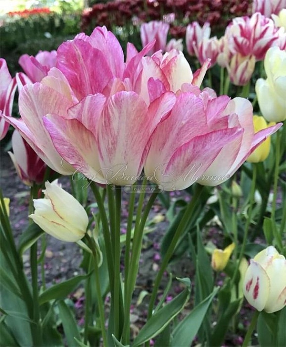 Тюльпан Кенди Клаб 11/12 1шт (Садовита) 8шт/уп