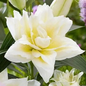 Лилия Roselily&Ирвана 16/18 1шт (КолЛайн) 3шт/уп