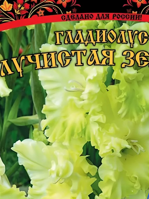 Гладиолус Лучистая зелень 12/14 1шт (НК) 5шт/уп