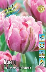 Тюльпан Бритт 1шт (КолЛайн) 7шт/уп