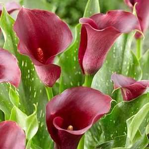 Калла Шварцвалдер 1шт (Садовита) 2шт/уп