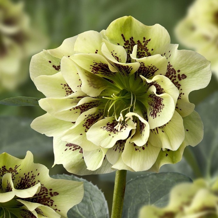 Морозник Дабл Эллен Йеллоу Споттед 1шт (КолЛайн) 