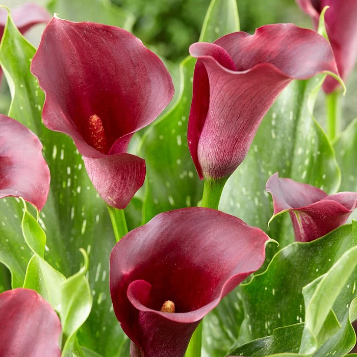 Калла Капитан Рено 12/14 1шт (Садовита) 2шт/уп