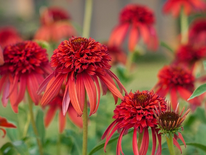 Эхинацея Хот Папайя 1шт (КолЛайн)