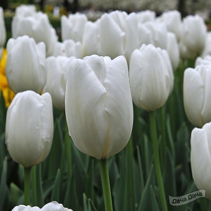 Тюльпан Хакуун 14/+ 1шт (КолЛайн) 5шт/уп 