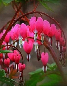 Дицентра Спектабилис Розовый 1шт (КолЛайн)