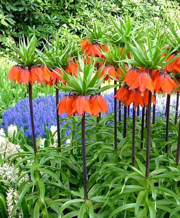 Фритиллярия Рубра Максима 1шт (КолЛайн) 