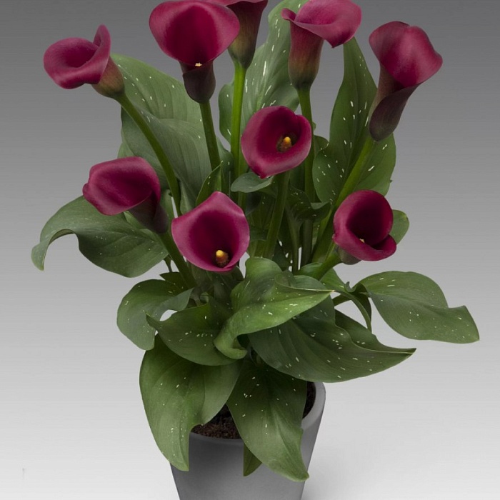 Калла Капитан Маэстро 1шт (КолЛайн) 2шт/уп