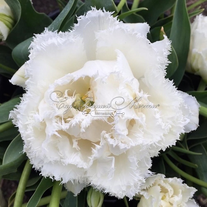 Тюльпан Сноу Кристал 1шт (КолЛайн) 5шт/уп дв.эффект