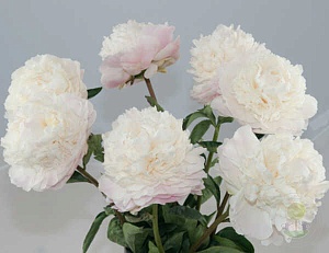 Пион Мун Овер Баррингтон 1шт (КолЛайн)