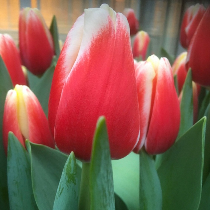 Тюльпан Де Дижк 11/12 1шт (Садовита) 10шт/уп