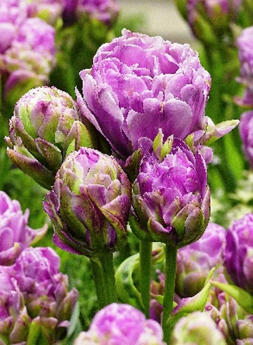 Тюльпан Виолет Прана 1шт (КолЛайн) 7шт/уп