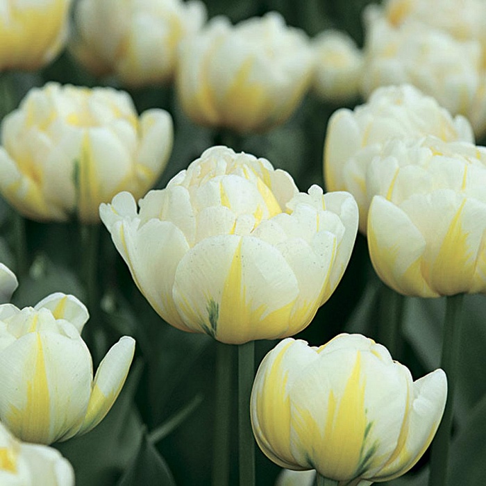 Тюльпан Эвита 11/12 1шт (КолЛайн) 7шт/уп дв.эффект