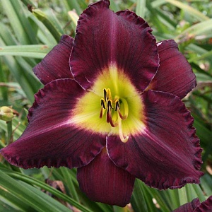 Лилейник Белла Люгози 1шт (КолЛайн)