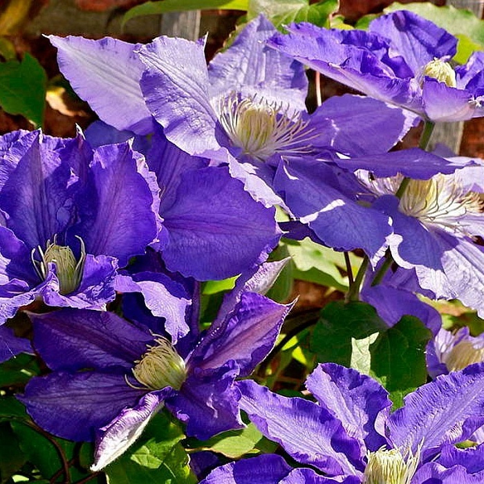 Клематис Даниэль Деронда 1шт (КолЛайн)